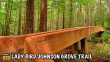 The Lady Bird Johnson Grove Trail 🌿 ( RAIN & FOGGY ) Redwood National and State Parks 4K 60 FPS