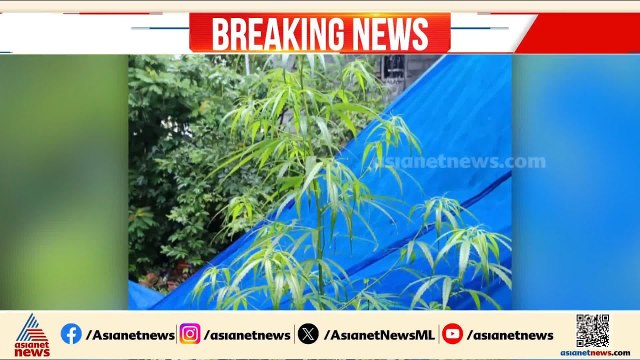 വീട്ടിൽ കഞ്ചാവ് ചെടി വളർത്തി; പാലക്കാട് യുവാവ് അറസ്റ്റിൽ | Palakkad | Arrest