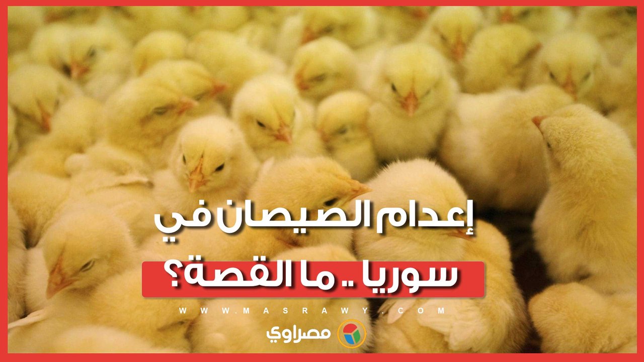 بسبب غلاء الأعلاف.. فيديو إعدام الصيصان في سوريا يثير الجدل.. ما القصة؟