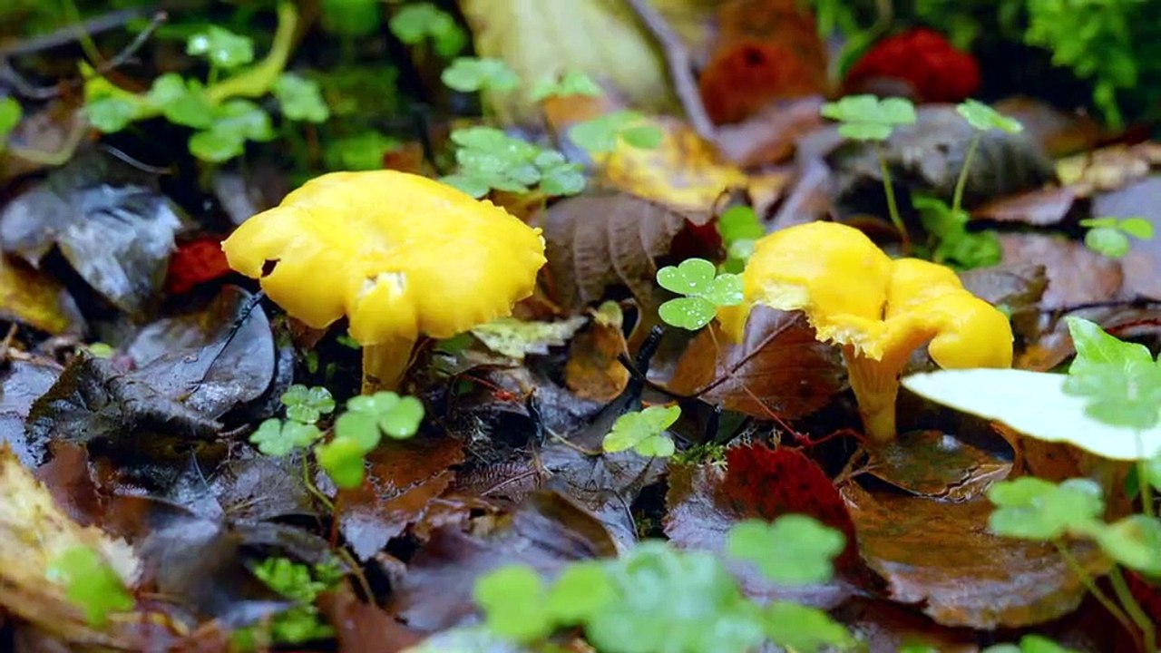 Dermots Taste of Ireland S2E6 North Donegal