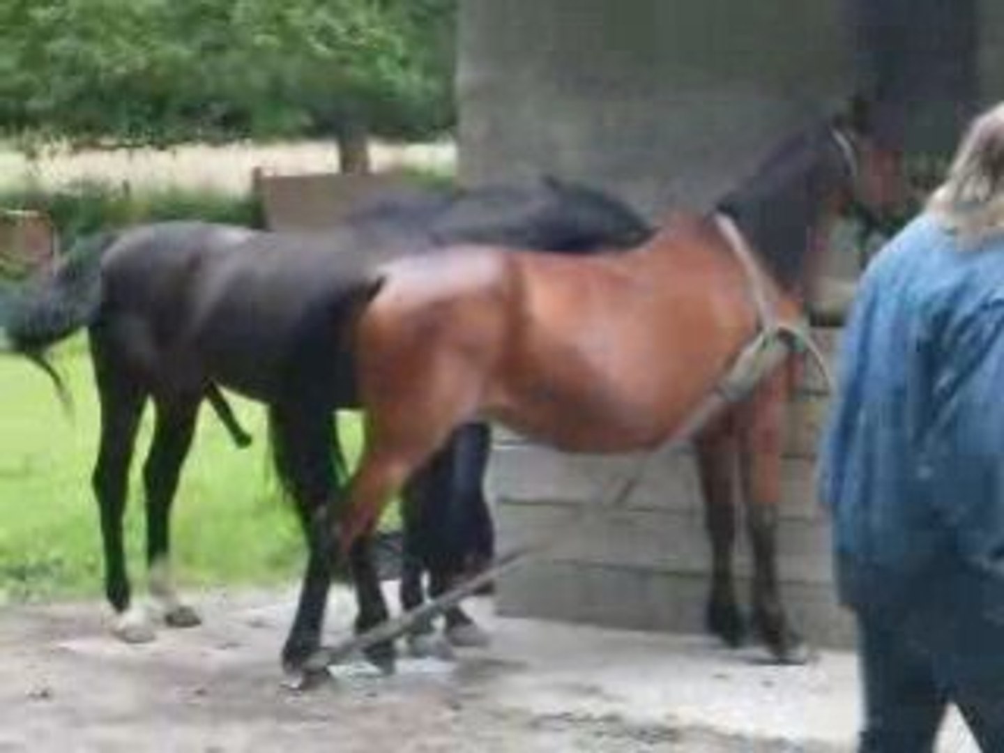 Accouplement Des Chevaux De Trait En Video