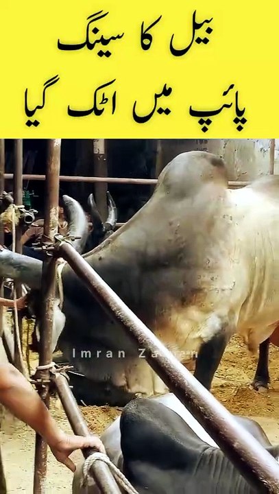 BULL ka seeing Pipe me Atak gaya😲