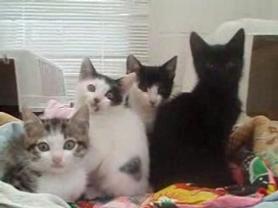 Les 4 bébés