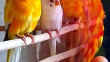 Humans Completely Rewired This Bird's DNA