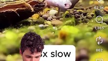 Une LOUTRE d'1m70 ! 😱 #loutre #poisson #react #animaux #nature
