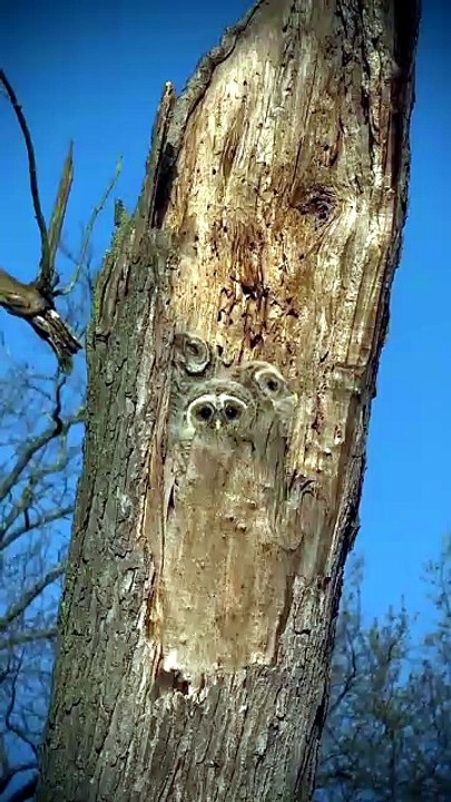 Three adorable barred owlets waiting