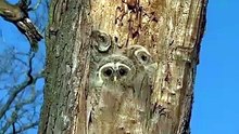 Three adorable barred owlets waiting