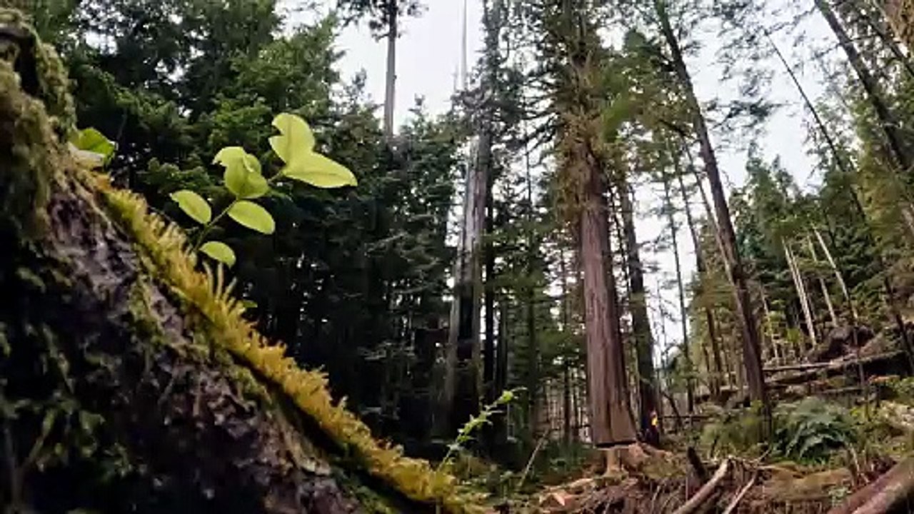 The Last Woodsmen S03E04 Blowout