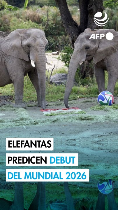 Puro instinto: animales de zoológico mexicano vaticinan resultados de juegos mundialistas