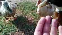 My three ducks got their first taste of juicy watermelon, and they absolutely loved it! 🍉🦆  The moment I offered watermelon from my hand, they rushed over and started eating with so much excitement. They enjoyed it so much that they kept asking for more