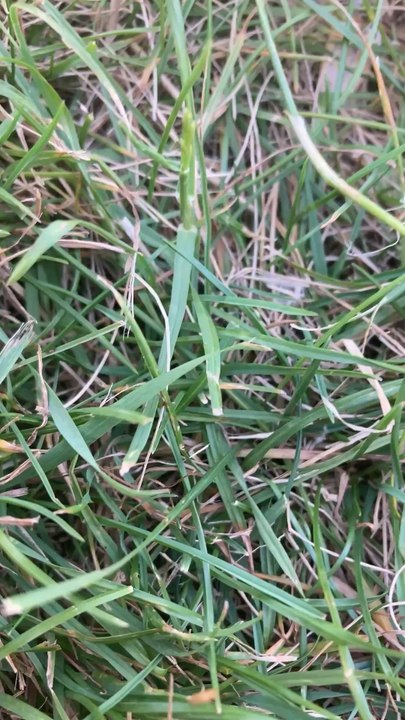 Grass