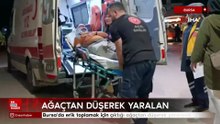 Bursa'da erik toplamak için çıktığı ağaçtan düşerek yaralandı