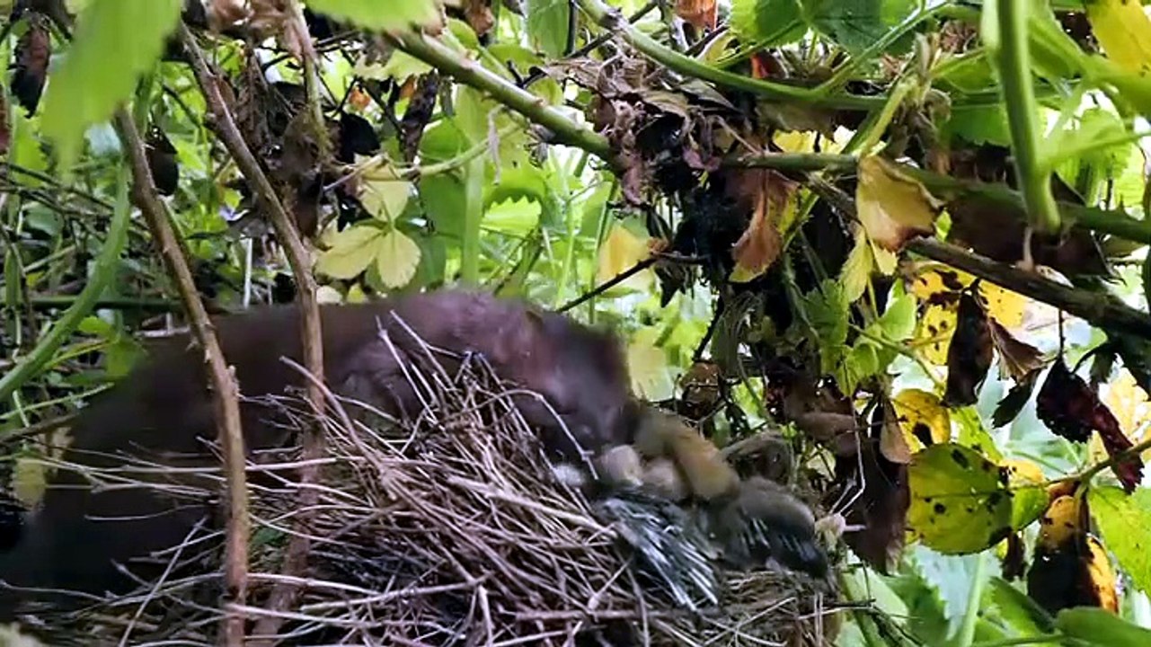 Springwatch - Season Episode 5
