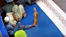 Canadian new funny video