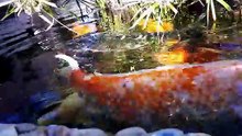 Japanese Koi: Myths & Legends: The Truth About Living Jewels