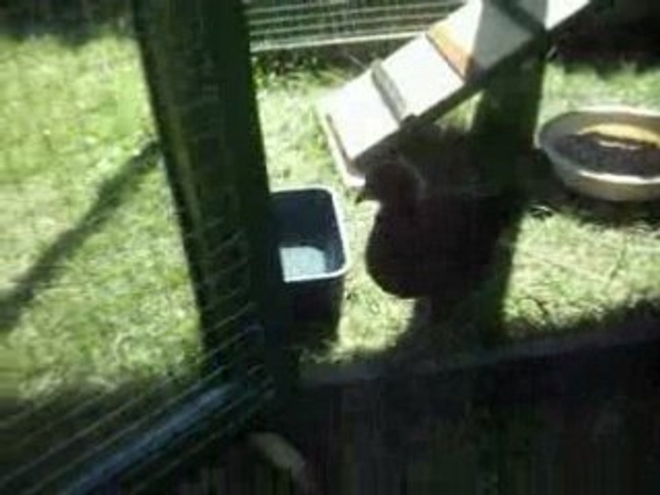 Mon petit polailler