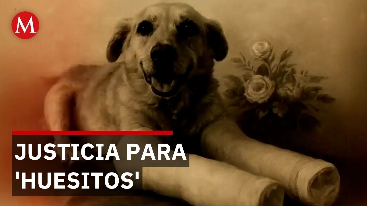 Precedente legal en Puebla: condenan a 8 años por crueldad animal contra Huesitos que falleció