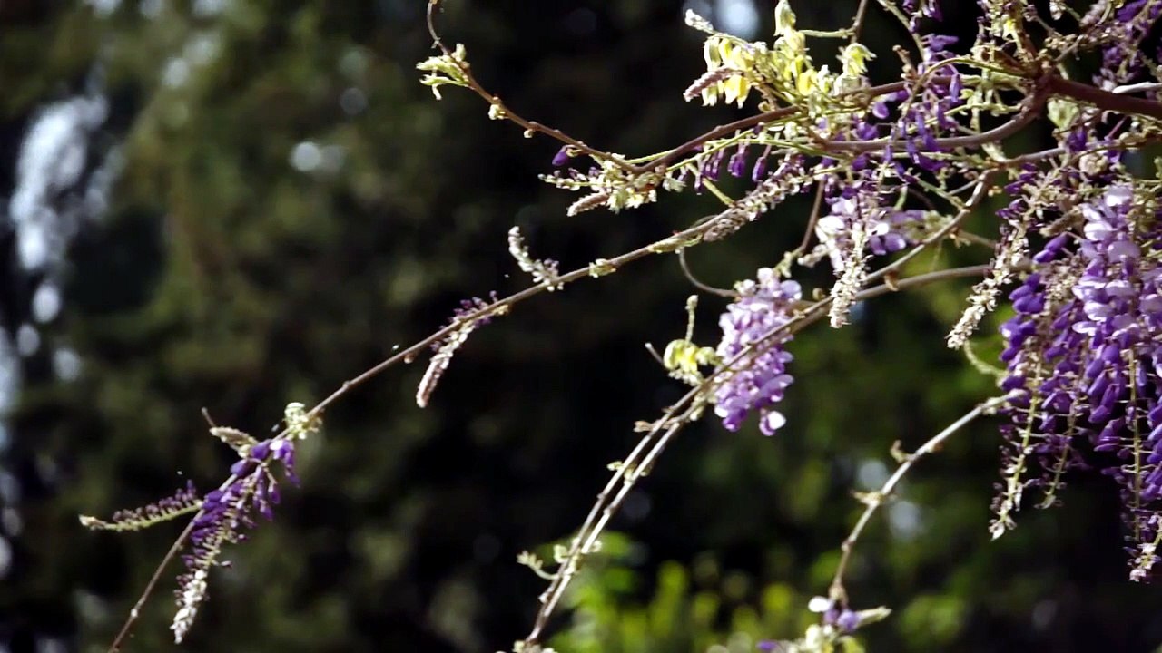 The Traitors NZ S03E03 ThreeNow H 264 [Full Movie]