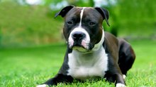 10 CUTEST DOG BREEDS OF ALL TIME #shorts