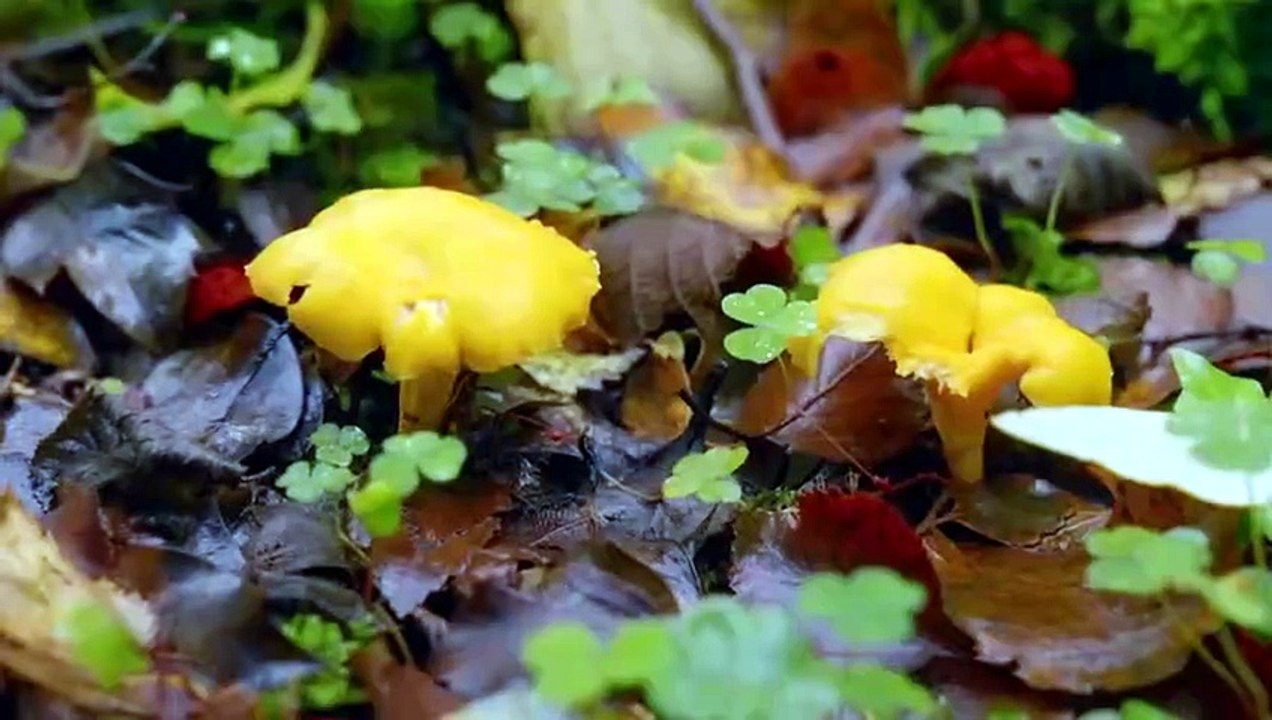 Dermots Taste of Ireland S02E06 North Donegal (06 Jun 2026)