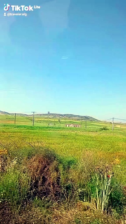 "في كل سنبلة مائة حبة "