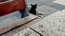 Adorable Cat Relaxing