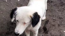 Kuskos balungos among whitey 🐶