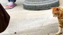 Cat vs Lizard Argument 😂🐱🦎 | Roadside Drama