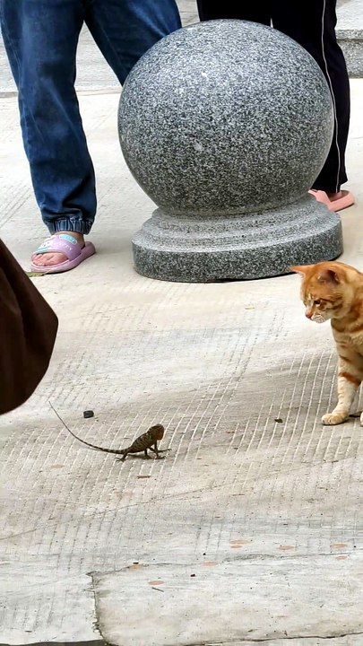 Cat vs Lizard Argument 😂🐱🦎 | Roadside Drama