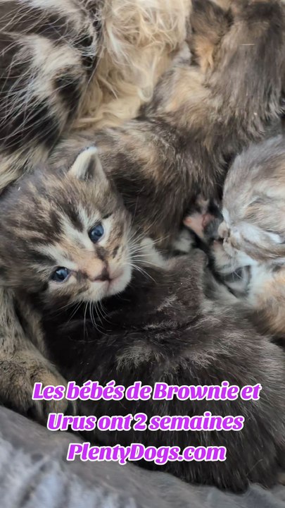 Chatons de Brownie, 2 semaines