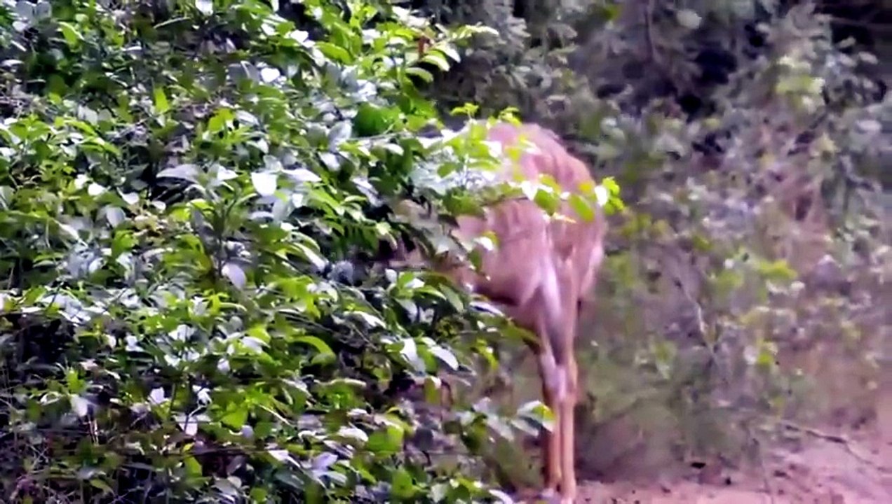 Naked and Afraid- Global Showdown Season 1 Episode 2 [Full Movie]