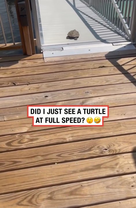Blink and You'll Miss It! The World's Fastest Turtle 🐢💨