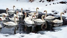 雪の積もった冬のため池に白鳥が飛来して集まっている