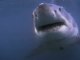 National Geographic - Requins Tigre - La peur bleue 1/3