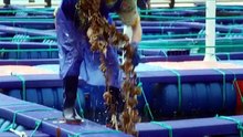 Chói Mắt Tập 18 Thuyết Minh