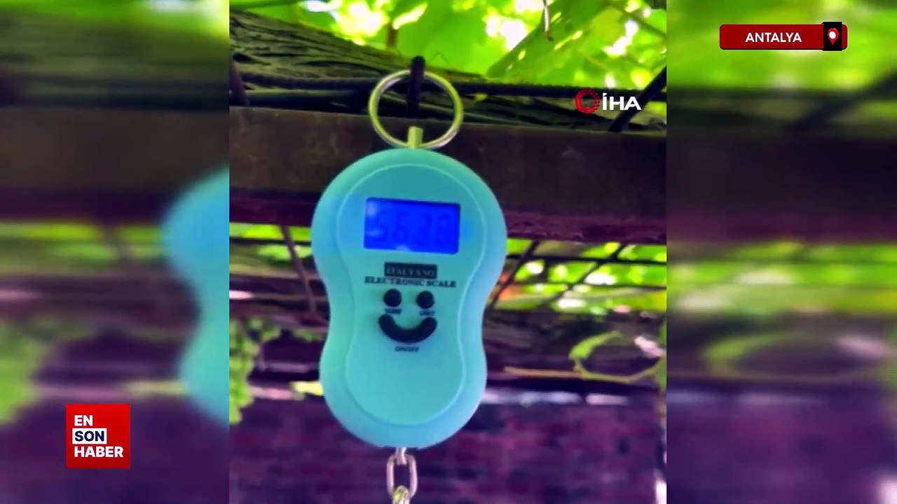 Konyaaltı Sahili'nde 56 kilogramlık kuzu balığı şaşkınlığı