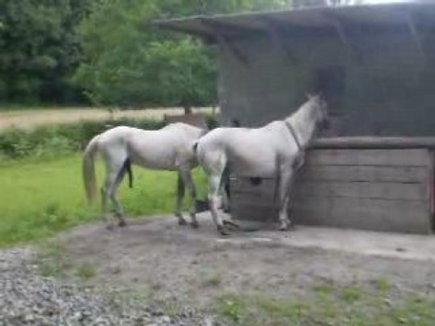 Accouplement Des Chevaux De Trait En Video Haras d'Elpégère - Saillie par Ubac d'Elpégère - Vidéo Dailymotion