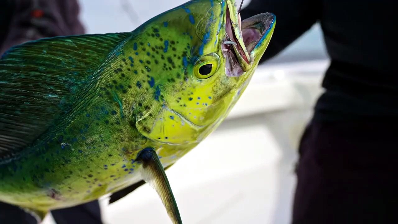 The Fish Guyz S07E10 [Full Movie]