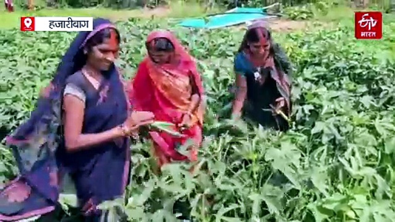 हजारीबाग में मिश्रित खेती कर अच्छा मुनाफा कमा रही महिलाएं, एक फसल खराब होने पर दूसरे से हो जाती है नुकसान की भरपाई