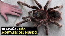 Las 10 arañas más mortales del mundo ¡Peores que una cobra!