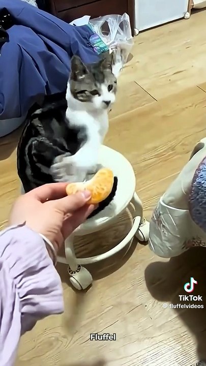 Cat reaction