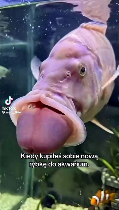 Penisfisch
