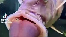 Penisfisch
