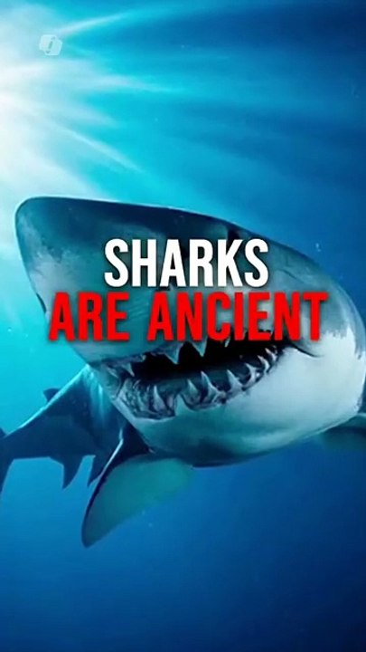Before Trees Existed, Sharks Ruled Earth