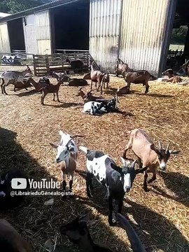 Les jolies petites chèvres de la cabre du Rocher #chèvres #fromage