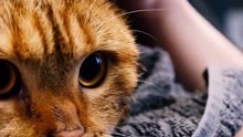 10 Cat Facts That Will Shock You