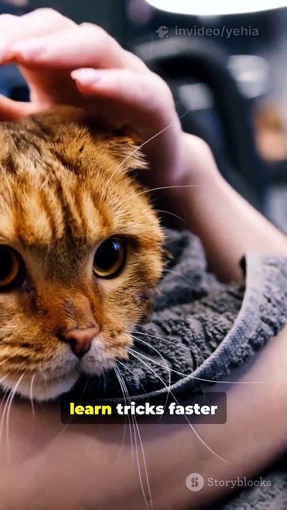 10 Cat Facts That Will Shock You