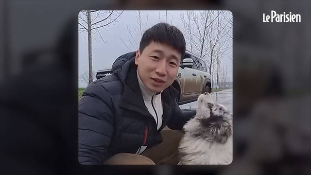 Chine : Chutou, chien star des réseaux, kidnappé puis mangé dans un restaurant