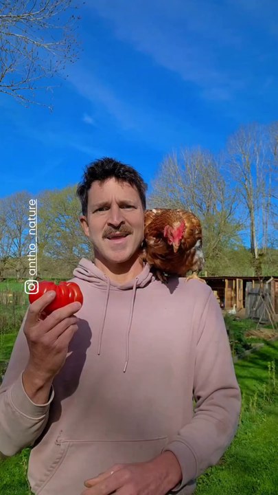 @antho_nature nous explique le point commun qu’il y a entre une poule et une tomate du jardin ! 🐔🍅