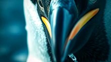 Penguins Dive Deeper Than Submarines